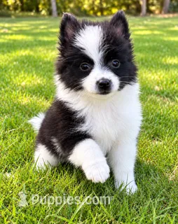Abby – Pomeranian puppy for sale in New Baltimore, MI