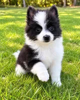 Abby, a female Pomeranian for sale in New Baltimore, MI – 1 of 4