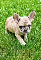 Stella, a female French Bulldog for sale in New Baltimore, MI – 2 of 5
