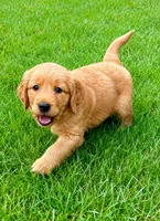 Ruby, a female Golden Retriever for sale in New Baltimore, MI – 2 of 5
