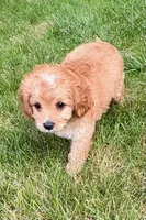 Bear, a male Cavapoo for sale in New Baltimore, MI – 2 of 6