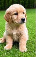 Rocky, a male Golden Retriever for sale in New Baltimore, MI – 4 of 5