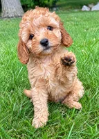 Buddy, a male Cavapoo for sale in New Baltimore, MI – 2 of 5