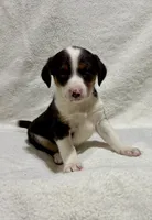 Penny, a female Beagle for sale in New Baltimore, MI – Photo 6 of 7