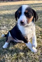 Penny, a female Beagle for sale in New Baltimore, MI – Photo 1 of 7