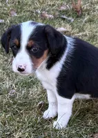 Penny, a female Beagle for sale in New Baltimore, MI – Photo 3 of 7