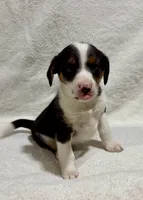 Penny, a female Beagle for sale in New Baltimore, MI – Photo 7 of 7