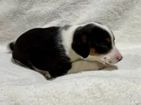 Penny, a female Beagle for sale in New Baltimore, MI – Photo 5 of 7