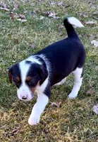 Penny, a female Beagle for sale in New Baltimore, MI – Photo 2 of 7