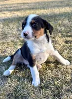 Penny, a female Beagle for sale in New Baltimore, MI – Photo 4 of 7