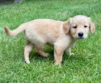 Maggie, a female Golden Retriever for sale in New Baltimore, MI – 2 of 5