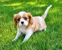 Winston, a male Cavalier King Charles Spaniel for sale in New Baltimore, MI – 5 of 6