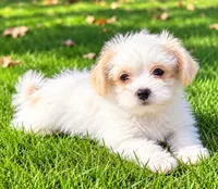 Ollie, a male Shihpoo for sale in New Baltimore, MI – 4 of 4