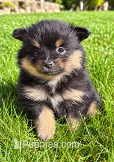 Bentley – Yorkshire Terrier puppy for sale in New Baltimore, MI