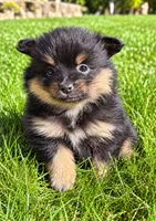 Bentley, a male Yorkshire Terrier for sale in New Baltimore, MI – 1 of 4