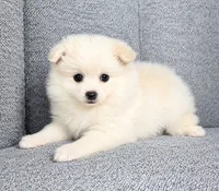 Nugget, a male Pomeranian for sale in New Baltimore, MI – 3 of 3