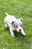 Dallas, a male Chihuahua for sale in New Baltimore, MI – 2 of 5