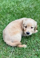Maggie, a female Golden Retriever for sale in New Baltimore, MI – 3 of 5
