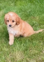 Bear, a male Cavapoo for sale in New Baltimore, MI – 3 of 6