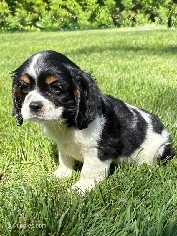 Axel – Cavalier King Charles Spaniel puppy for sale in New Baltimore, MI