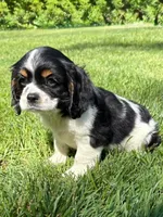Axel, a male Cavalier King Charles Spaniel for sale in New Baltimore, MI – 1 of 4