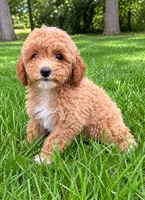 Macy , a female Poodle - Miniature  for sale in New Baltimore, MI – 3 of 5