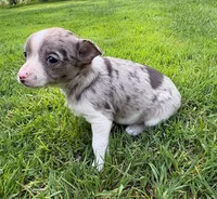 Savannah, a female Chihuahua for sale in New Baltimore, MI – 5 of 6