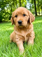Ruby, a female Golden Retriever for sale in New Baltimore, MI – 4 of 5