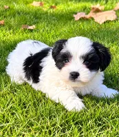 Toby, a male Shihpoo for sale in New Baltimore, MI – 2 of 4