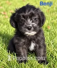 Benji – Shihpoo puppy for sale in New Baltimore, MI