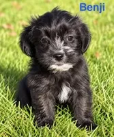 Benji, a male Shihpoo for sale in New Baltimore, MI – 1 of 4