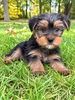 Winston, a male Yorkshire Terrier for sale in New Baltimore, MI – 3 of 4