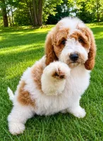 Tucker, a male Miniature Goldendoodle for sale in New Baltimore, MI – 3 of 6