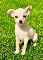 Duke , a male Chihuahua for sale in New Baltimore, MI – 4 of 5