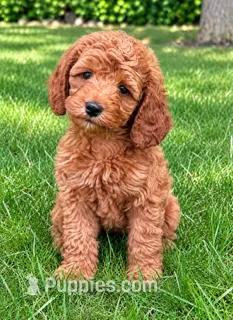 Bella – Cavapoo puppy for sale in New Baltimore, MI