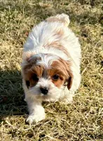 Cassie, a female Cavapoo for sale in New Baltimore, MI – Photo 4 of 7
