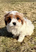 Cassie, a female Cavapoo for sale in New Baltimore, MI – Photo 1 of 7