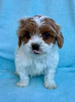 Cassie, a female Cavapoo for sale in New Baltimore, MI – Photo 6 of 7
