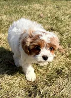 Cassie, a female Cavapoo for sale in New Baltimore, MI – Photo 5 of 7