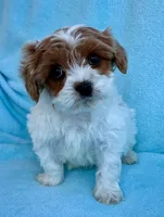 Cassie, a female Cavapoo for sale in New Baltimore, MI – Photo 3 of 7