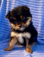 Daisy, a female Yorkshire Terrier for sale in New Baltimore, MI – Photo 5 of 7