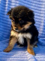 Daisy, a female Yorkshire Terrier for sale in New Baltimore, MI – Photo 2 of 7