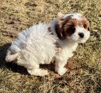 Cassie, a female Cavapoo for sale in New Baltimore, MI – Photo 7 of 7