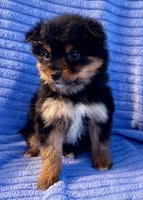 Daisy, a female Yorkshire Terrier for sale in New Baltimore, MI – Photo 1 of 7