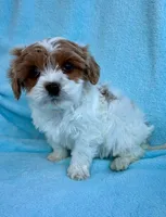 Cassie, a female Cavapoo for sale in New Baltimore, MI – Photo 2 of 7
