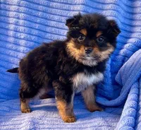 Daisy, a female Yorkshire Terrier for sale in New Baltimore, MI – Photo 6 of 7