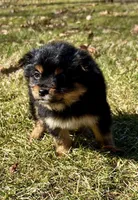 Daisy, a female Yorkshire Terrier for sale in New Baltimore, MI – Photo 7 of 7