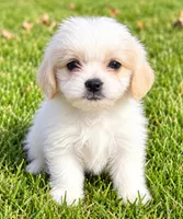 Polly, a female Shihpoo for sale in New Baltimore, MI – 3 of 4
