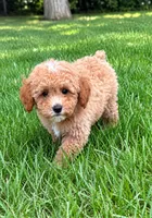 Macy , a female Poodle - Miniature  for sale in New Baltimore, MI – 2 of 5