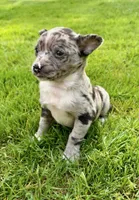 Brooklyn, a female Chihuahua for sale in New Baltimore, MI – 2 of 4